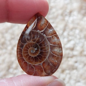 Ammonite CABOCHONS (Natural High Grade Fossil) (**Price is for one crystal**)