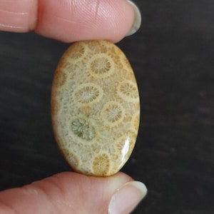 May include: A polished oval-shaped cabochon of fossilised coral. The coral is a light beige colour with a pattern of brown and green circles.