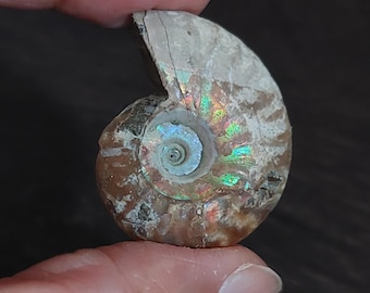 Raw Ammonite Fossil: Canadian