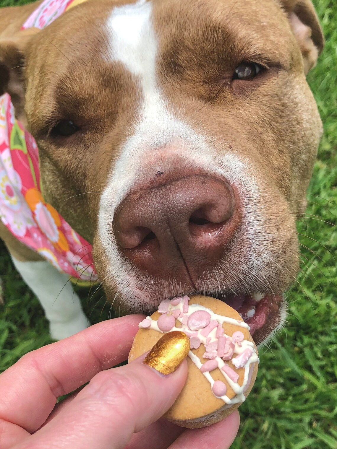 Macarons for Dogs Organic Homemade Dog Treats Cookies Etsy