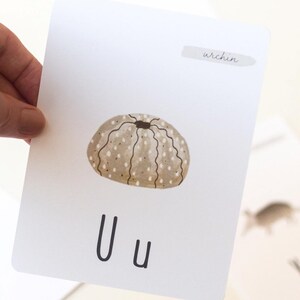 Puede incluir: Una tarjeta flash con una ilustraci&oacute;n marr&oacute;n y blanca de un erizo de mar. La letra "U" est&aacute; escrita en negro debajo de la imagen. La palabra "urchin" est&aacute; escrita en cursiva en un rect&aacute;ngulo blanco en la parte superior de la tarjeta.