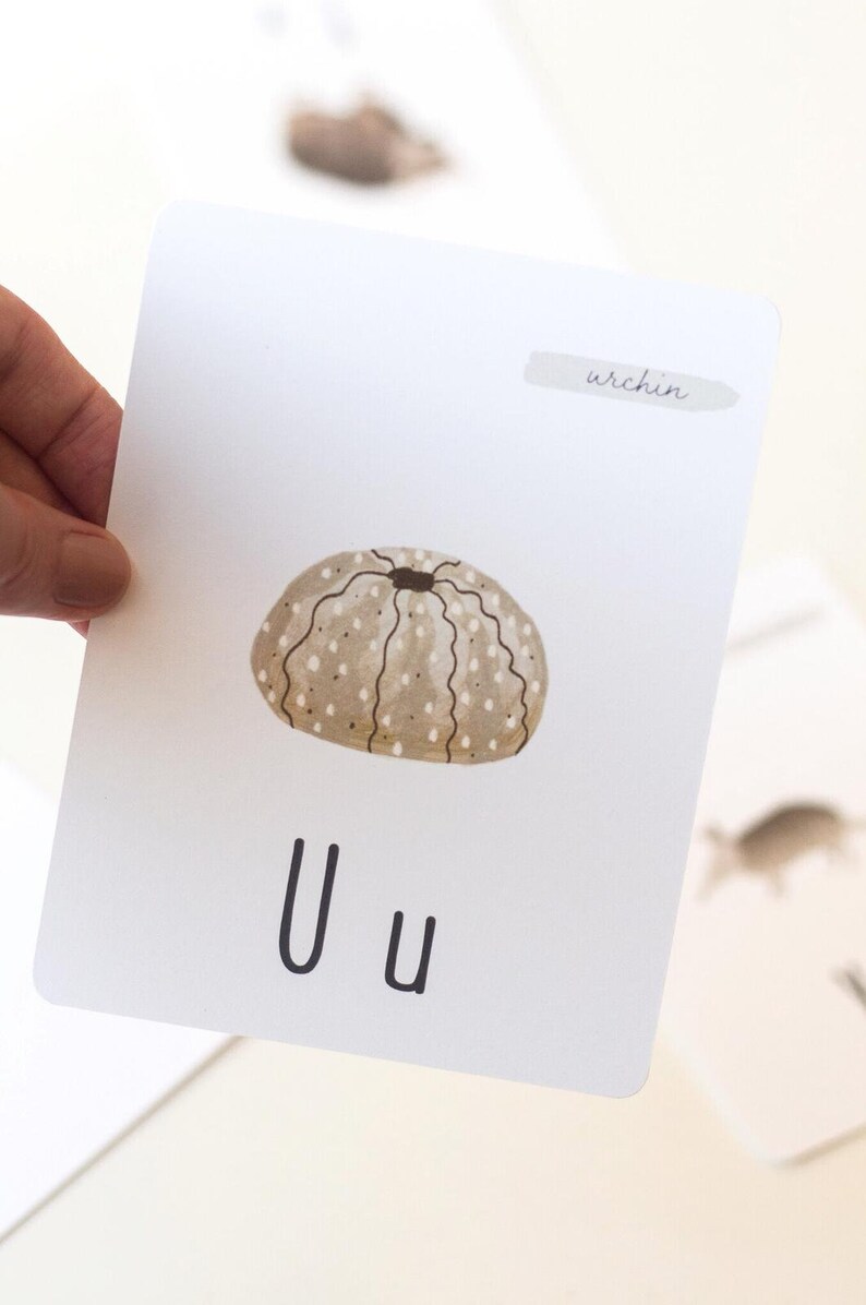 Puede incluir: Una tarjeta flash con una ilustraci&oacute;n marr&oacute;n y blanca de un erizo de mar. La letra "U" est&aacute; escrita en negro debajo de la imagen. La palabra "urchin" est&aacute; escrita en cursiva en un rect&aacute;ngulo blanco en la parte superior de la tarjeta.