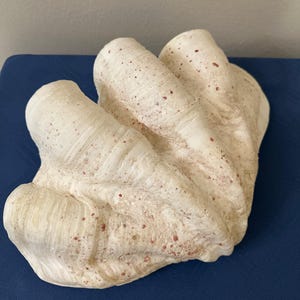 May include: A large, off-white giant clam shell featuring a deeply fluted, wavy surface texture. The exterior of the shell is marked with numerous small, scattered reddish-brown speckles and spots across its ridges and deep, curved grooves.