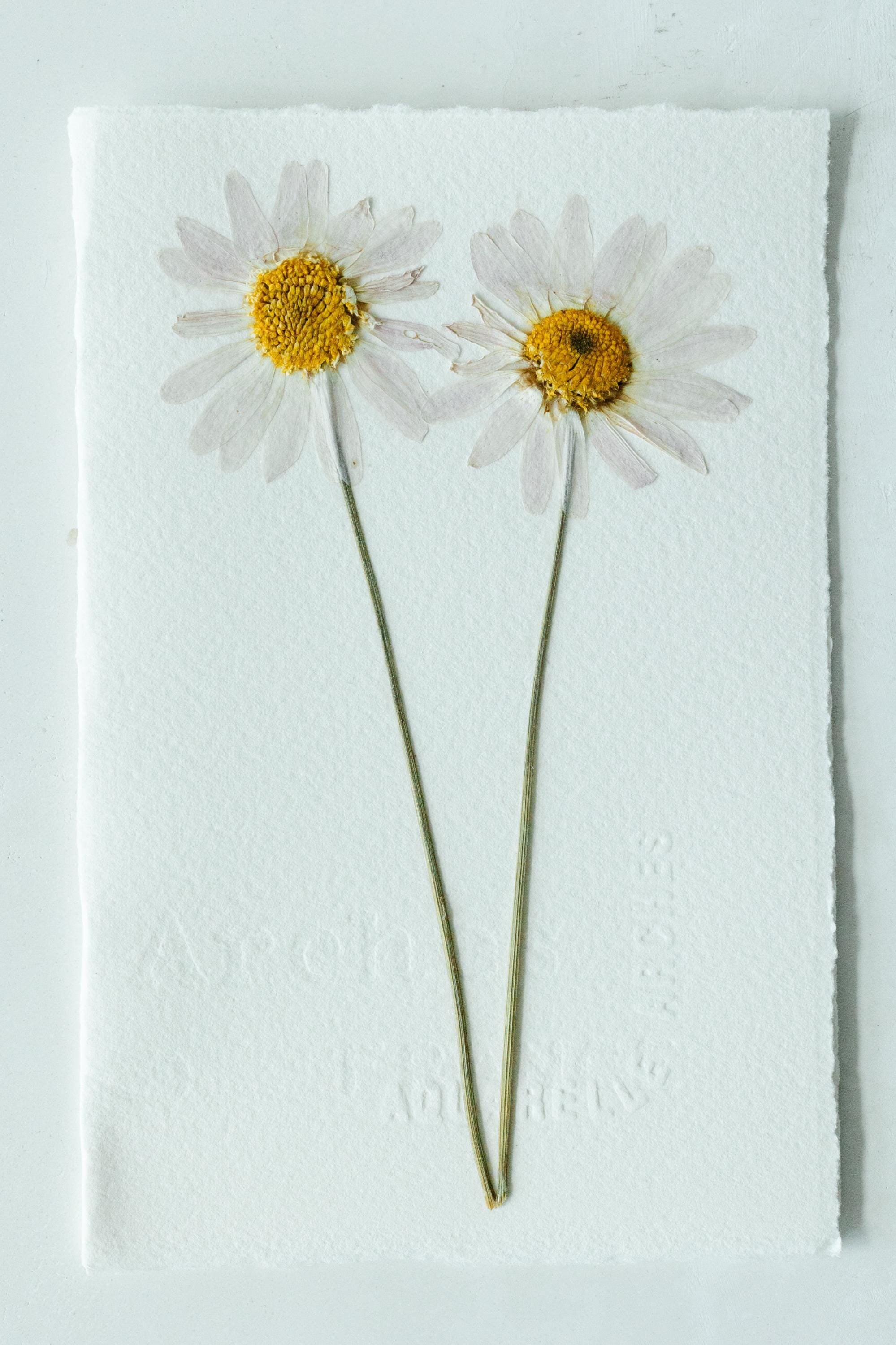 Pressed Flower Stationery Set - Variety Pack Handmade Floral Blank Note ...