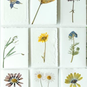 Pressed Flowers Stationery Set Variety Pack of Blank Folded Floral Cards