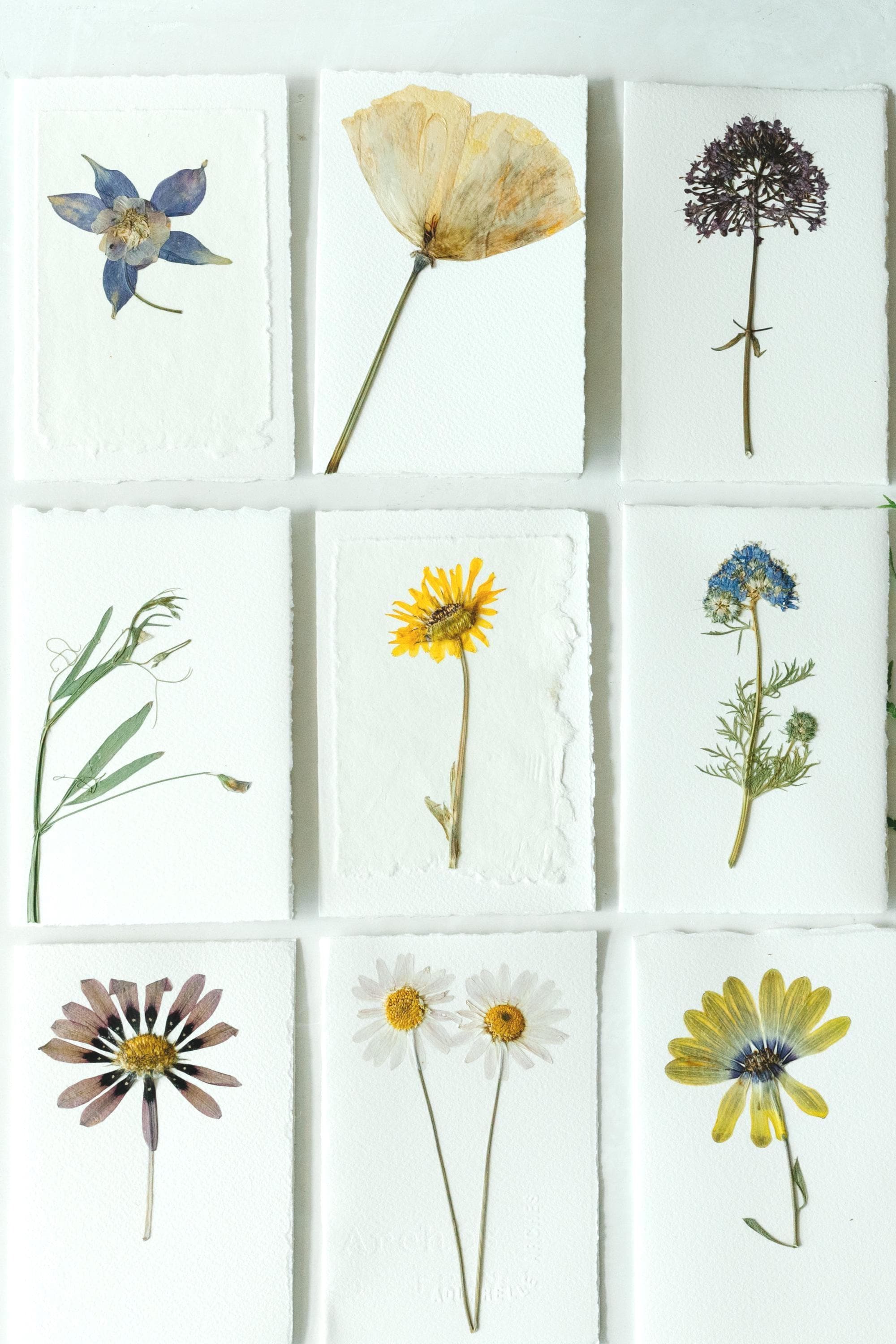 Pressed Flower Stationery Set - Variety Pack Handmade Floral Blank Note ...
