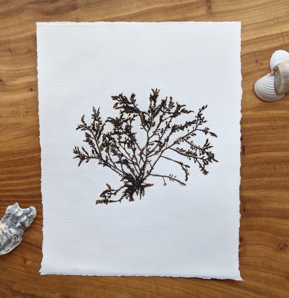 Delicate Brown Pressed Seaweed/algae on 140 Lb Watercolor Paper With Deckle  Edge Genuine Seaweed Pressing 