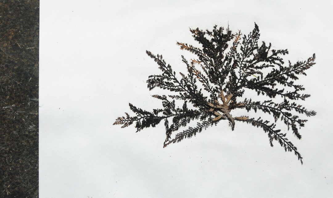 Lacy Brown Pressed Seaweed/algae on Cotton Paper Genuine Seaweed ...