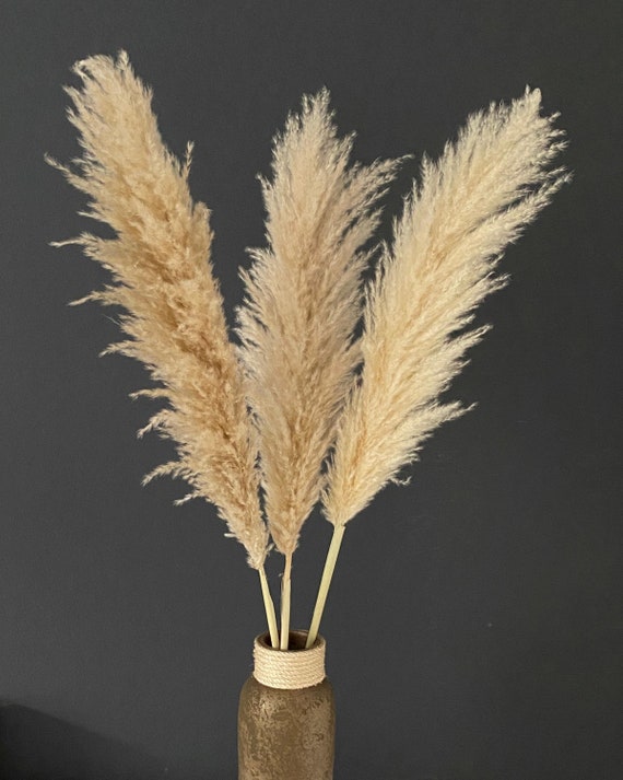 Pack of 3 Pampas Grass Decorations, Large, Beige, 120 Cm Long, Large Dried  Flowers, Boho Decorations, Dried Flowers, Table Decorations, Decorative  Branches, 120 Cm 