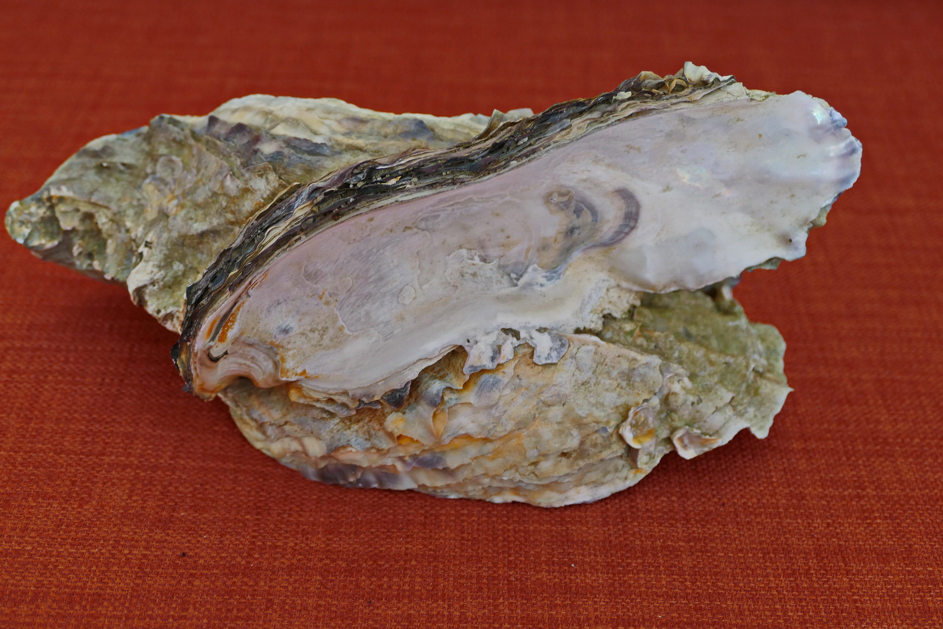 Cuenco de ostras del Pacífico 3 veces decoración marítima Etsy