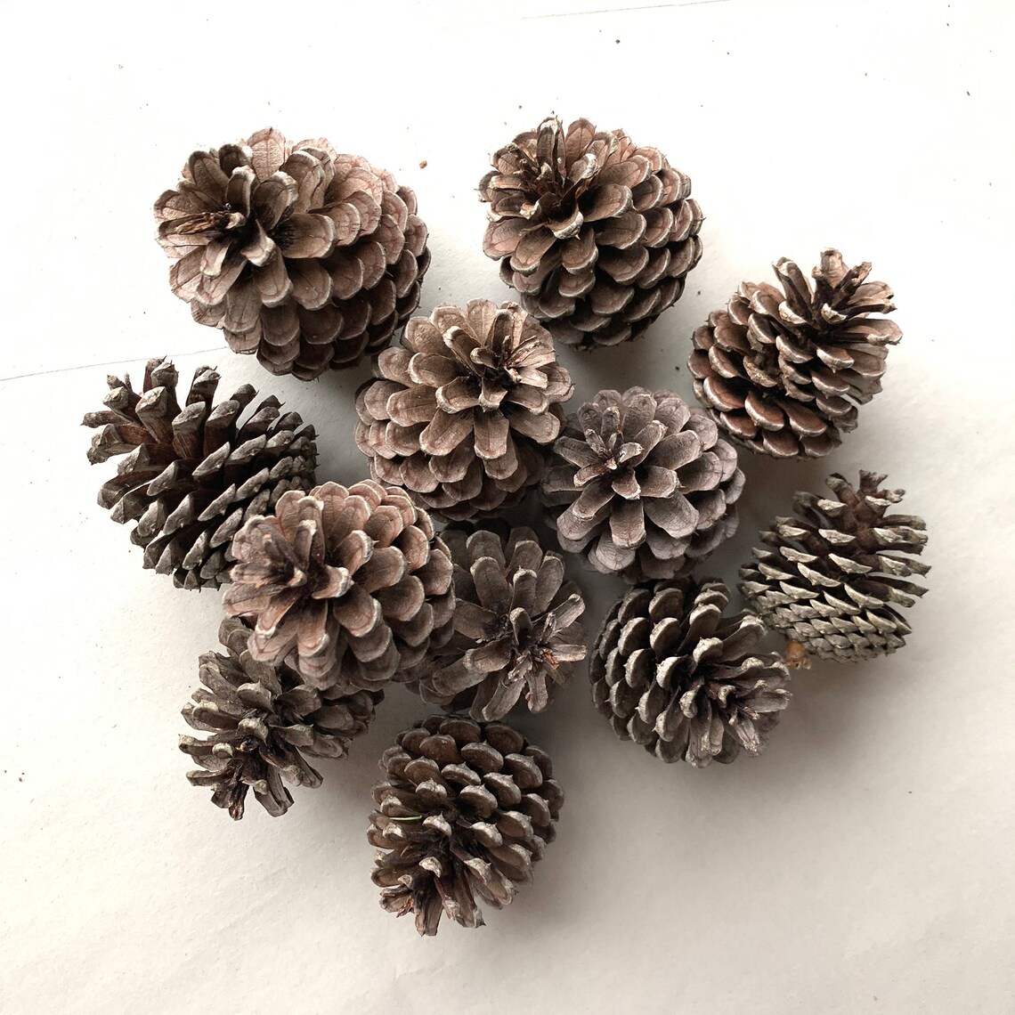 Maine Pitch Pine Cones by the Dozen Grade A Fresh Natural Etsy