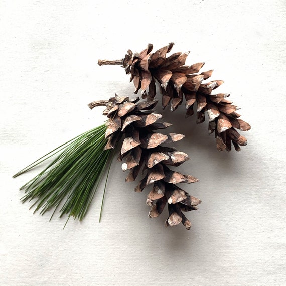 Maine White Pine Cones Small Fresh Grade A by the Dozen 