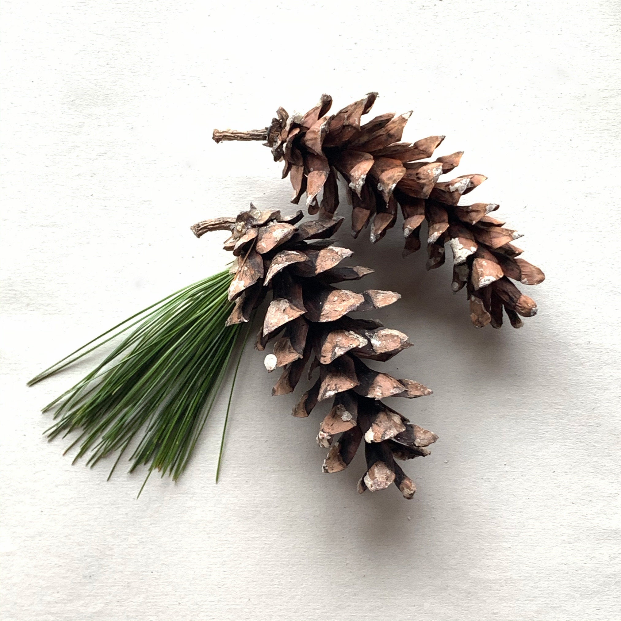 Maine White Pine Cones Small Fresh Grade A by the Dozen Etsy