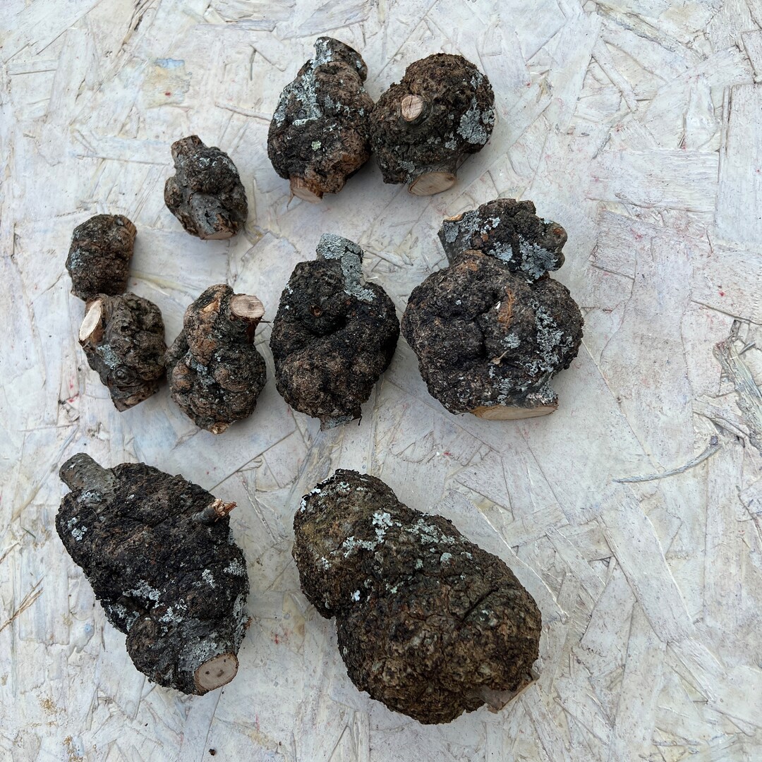 10 Whole Assorted Oak Burls Various Sizes Etsy