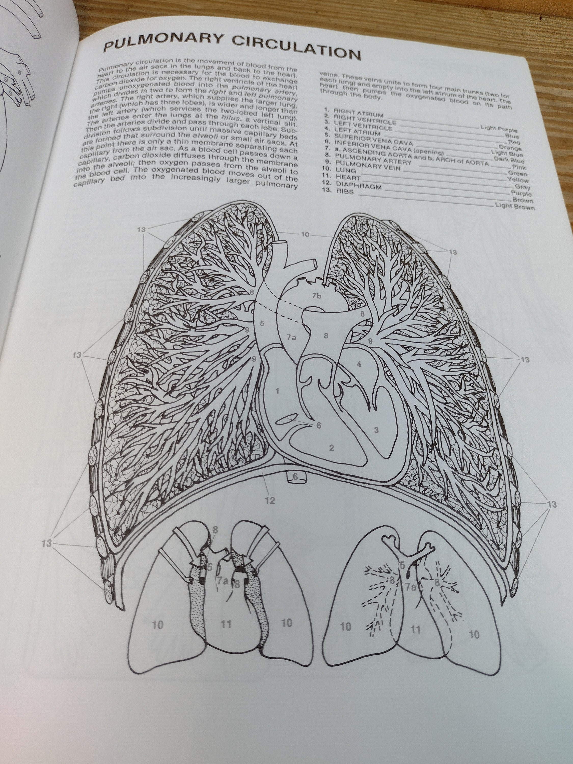 TARGET Human Anatomy Coloring Book - (Dover Science for Kids