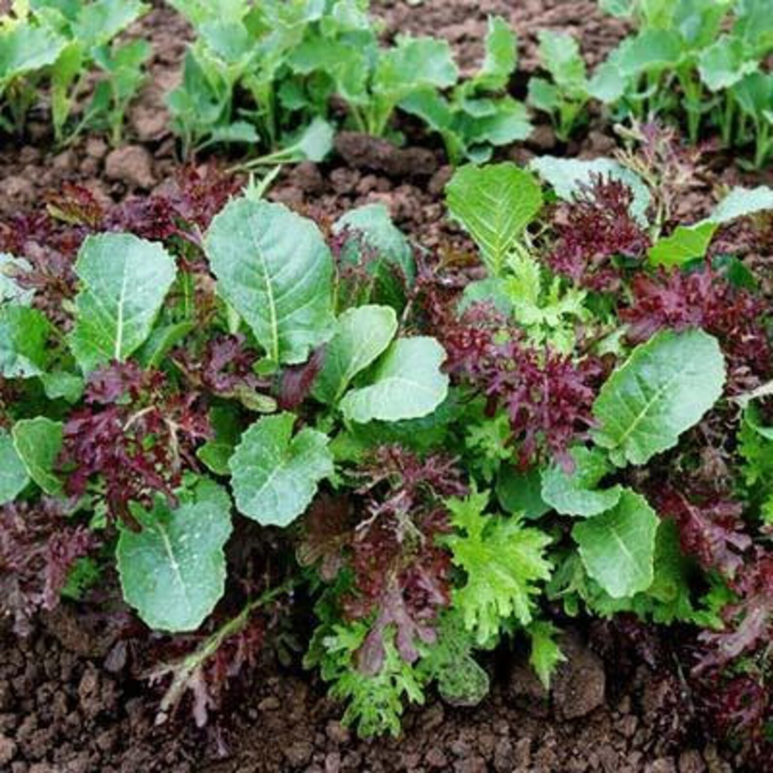 Asian Mixed Greens Lettuce Etsy