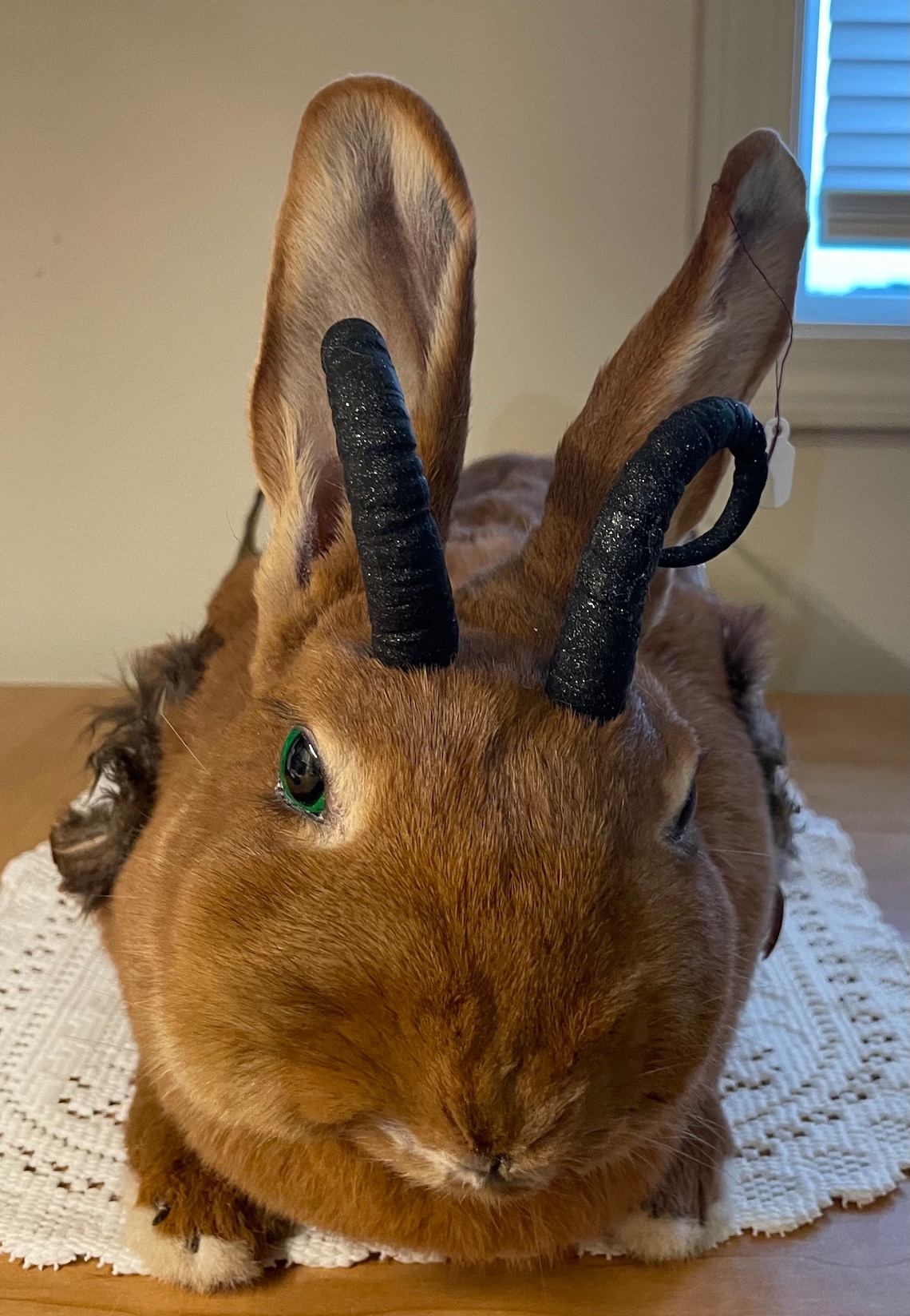 How Much Does It Cost To Taxidermy A Rabbit at Lydia Cavender blog