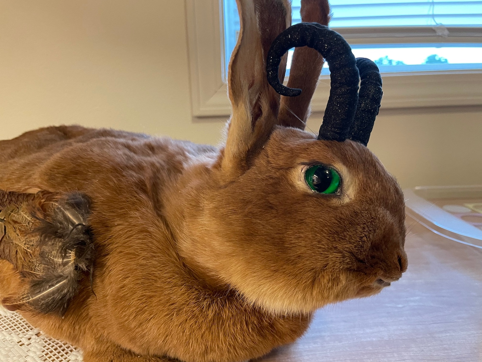 How Much Does It Cost To Taxidermy A Rabbit at Lydia Cavender blog