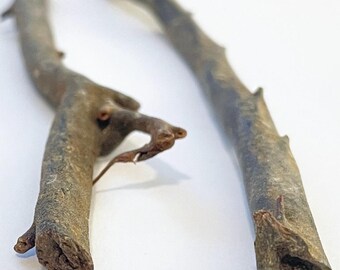 Genuine Natural Hawaiian Black Coral Raw Branches Harvested in 1980s 5.80" 6.25"