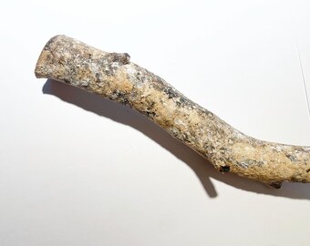 Genuine Natural Hawaiian Black Coral Raw Branch Harvested in 1980s 11.25"