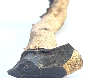 Genuine Natural Hawaiian Black Coral Raw Branch Specimen Harvested in 1980s 6.50"