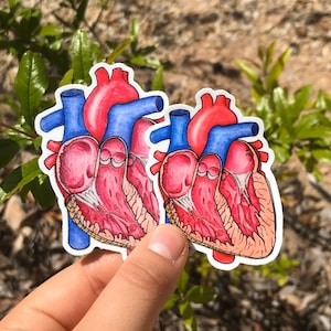 Human Heart Dissection Sticker, Heart Inside, Anatomical Heart