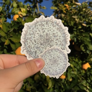 White Blood Cell Sticker Clear, Biology Sticker, Anatomy Sticker