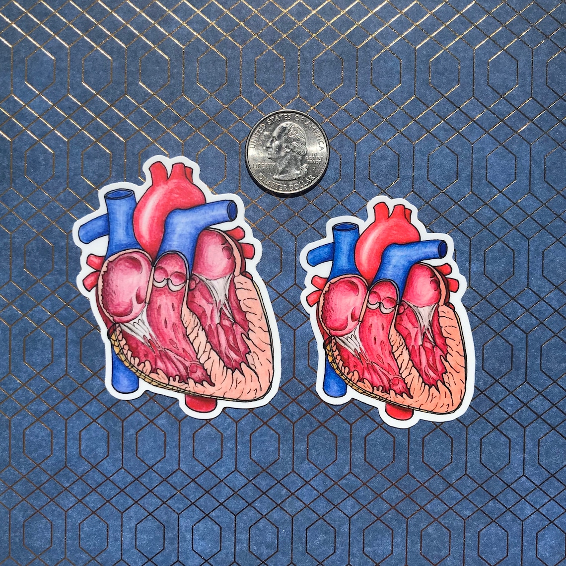 Human Heart Dissection Sticker Heart Inside Anatomical Heart Etsy Human Heart Dissection Sticker Heart Inside Anatomical Heart Etsy