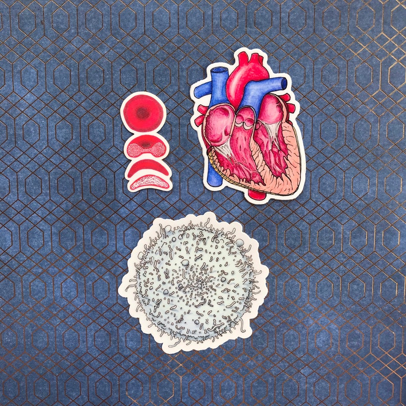 Blood Sticker Pack, Circulatory System Sticker Bundle, Anatomically ...