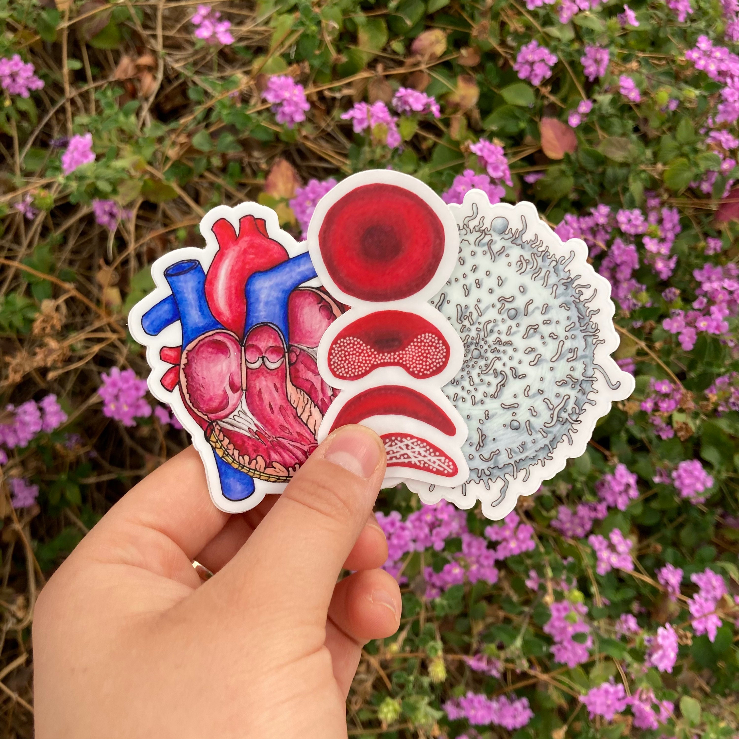 Blood Sticker Pack, Circulatory System Sticker Bundle, Anatomically ...