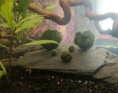 Marimo Balls - Cute seaweed balls, the perfect pet Japanese Lucky Charms - Aquarium Plant Moss Ballalge