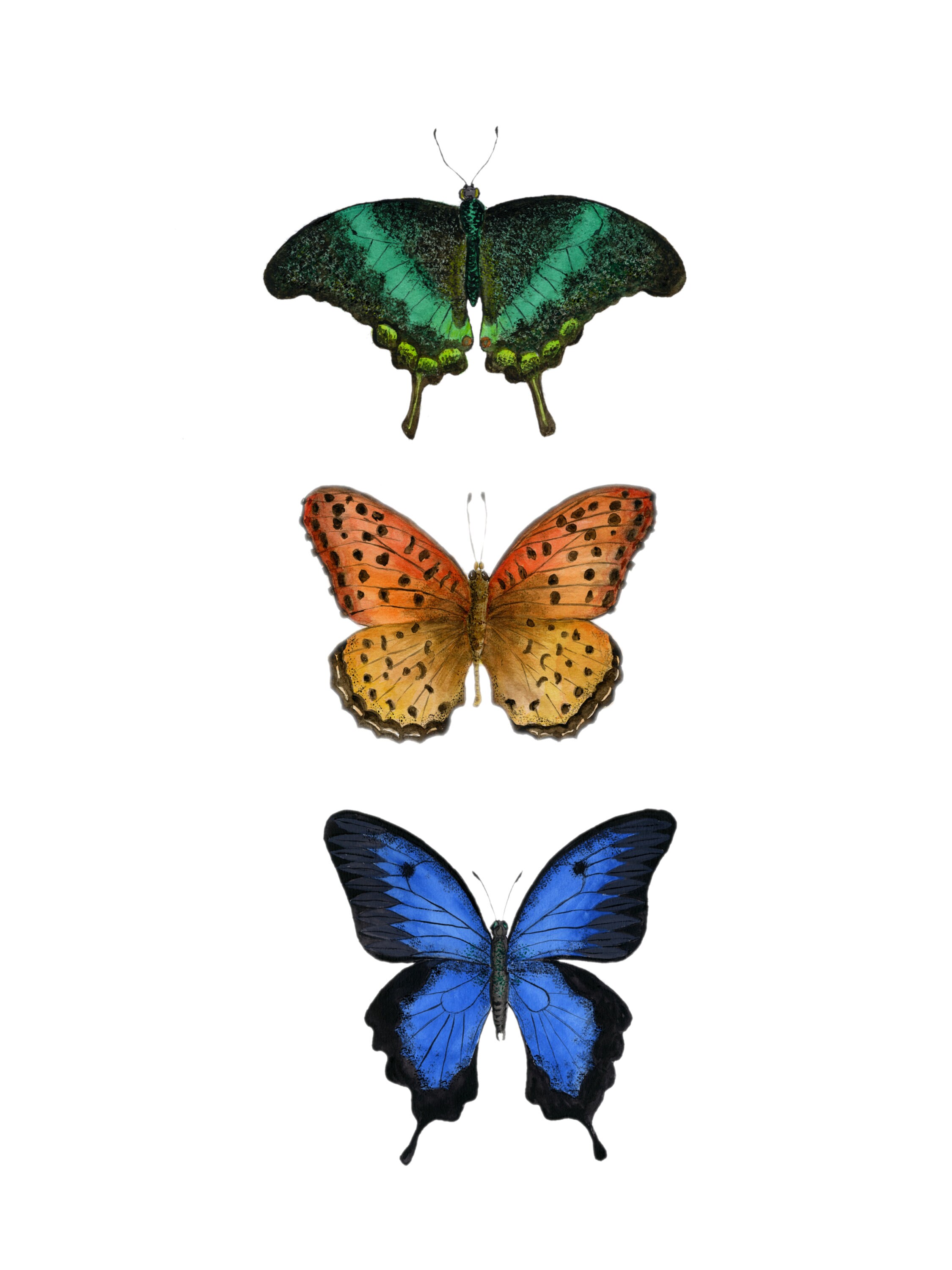 Downloadable Butterfly Collection Printable Butterflies | Etsy