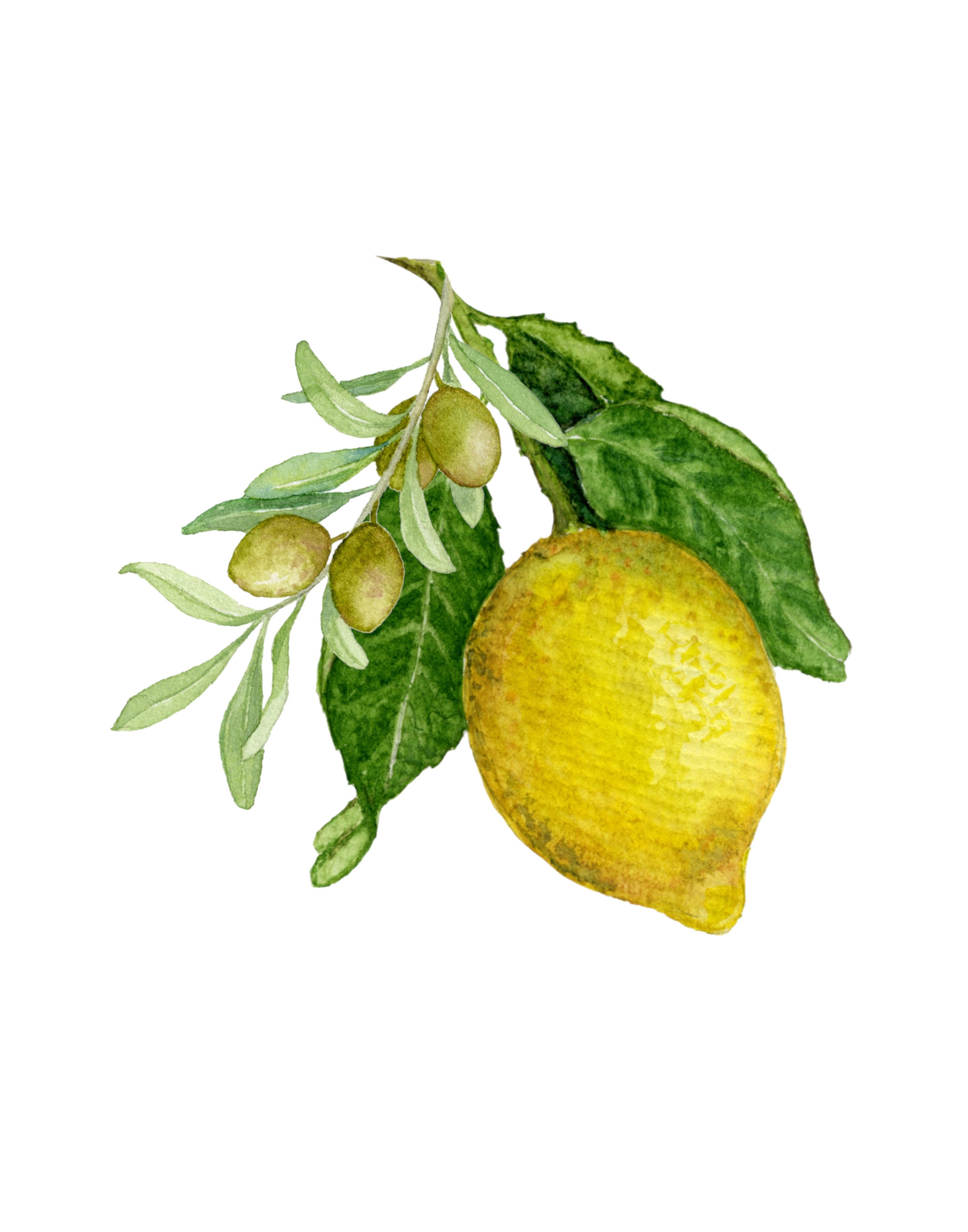 Printable Lemon and Olive Branch Watercolor Mediterrian Still - Etsy