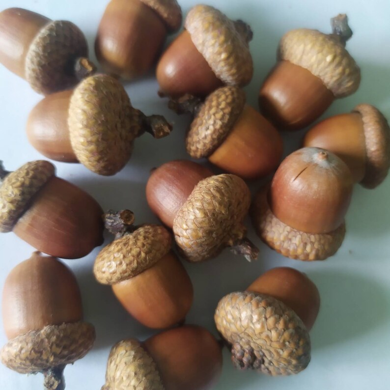 Large Natural ACORNS with caps Rustic Decor Christmas Etsy