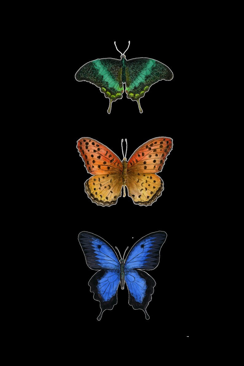 Downloadable Butterfly Collection Printable Butterflies - Etsy