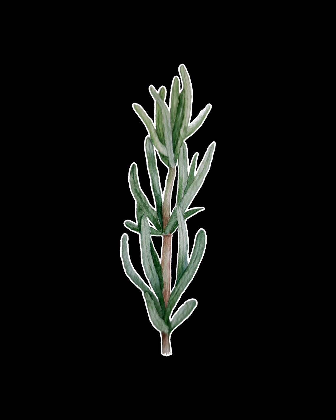 Printable Rosemary Watercolor Painting Stuff Food Print Etsy