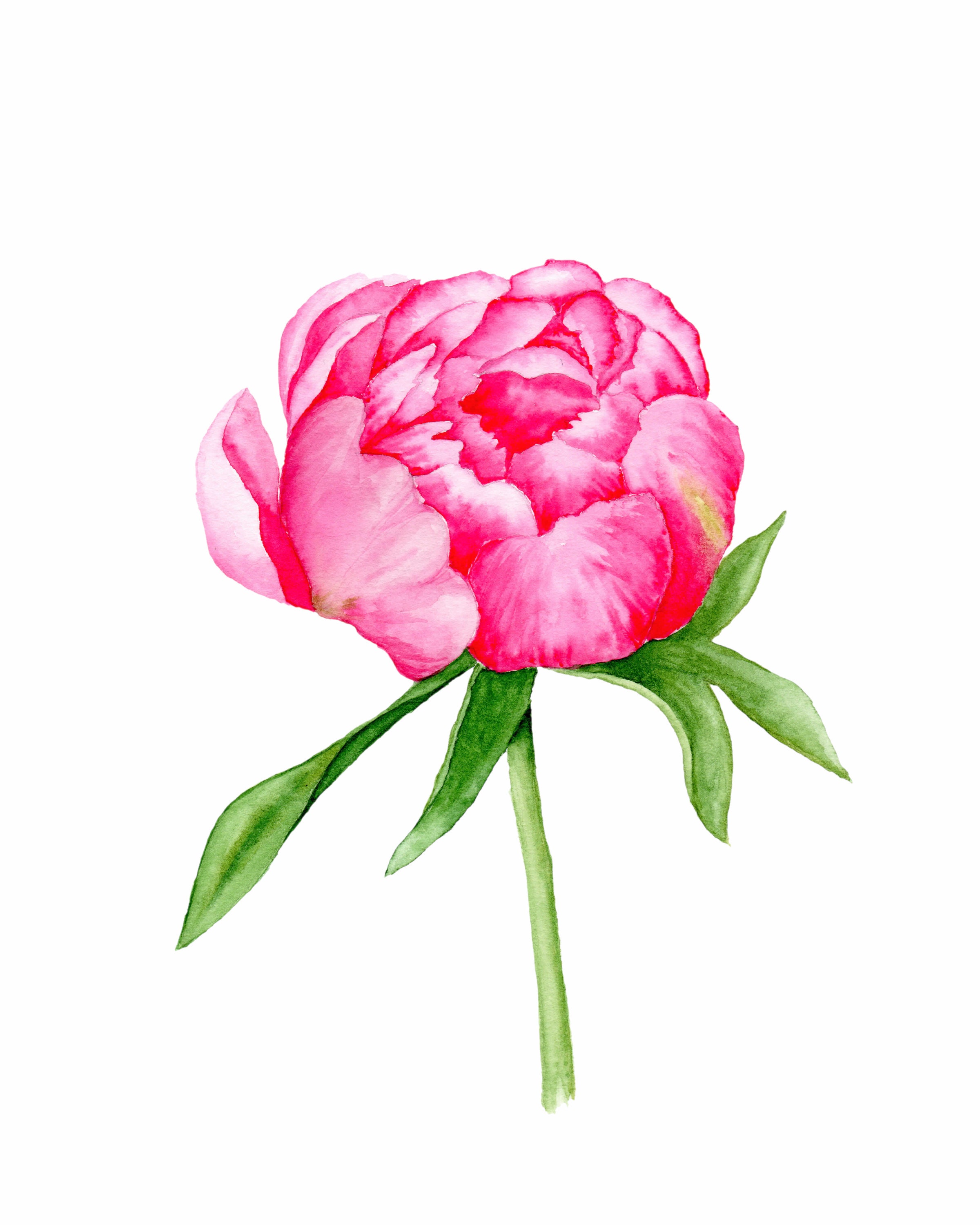 Printable Pink Peony Watercolor Peony Art Pink Flower Clip Etsy