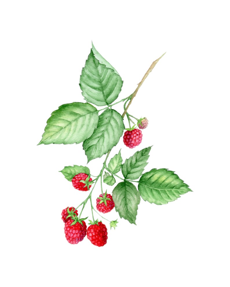 Printable Red Berries Wall Decor Watercolor Forest Berries - Etsy