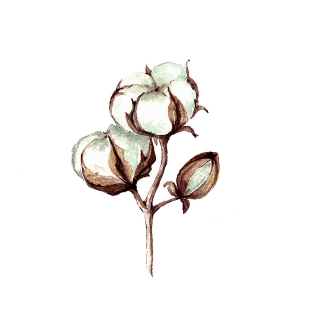Printable Cotton Balls Watercolor Art Cotton Flower - Etsy