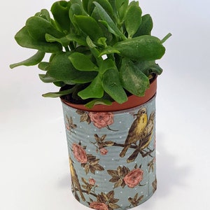 Puede incluir: Una planta suculenta en maceta en una lata decorativa. La lata es de color azul claro con un patrón de rosas rosas, lunares blancos y pájaros amarillos posados en ramas. La planta tiene hojas verdes y redondeadas.