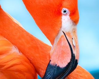 Flamingo! - Canvas print on wooden frame