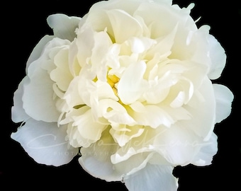 White Peony Flower Canvas Print on Wooden Frame