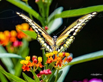 Giant Swallowtail Butterfly-- Canvas print mounted on wooden frame