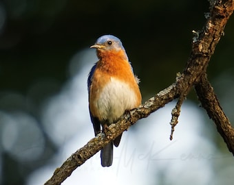 Bluebird on Tree branch -- Canvas print on wooden frame