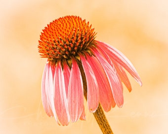 Coneflower Canvas print on wooden frame