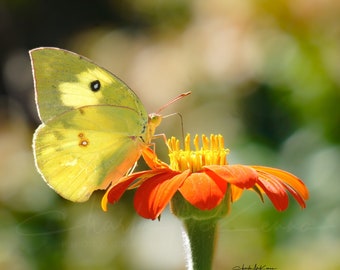 Southern Dogface Sulphur Butterfly Canvas Print on wooden frame