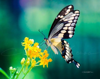 Giant Swallowtail Butterfly -- Canvas Print mounted on wooden frame