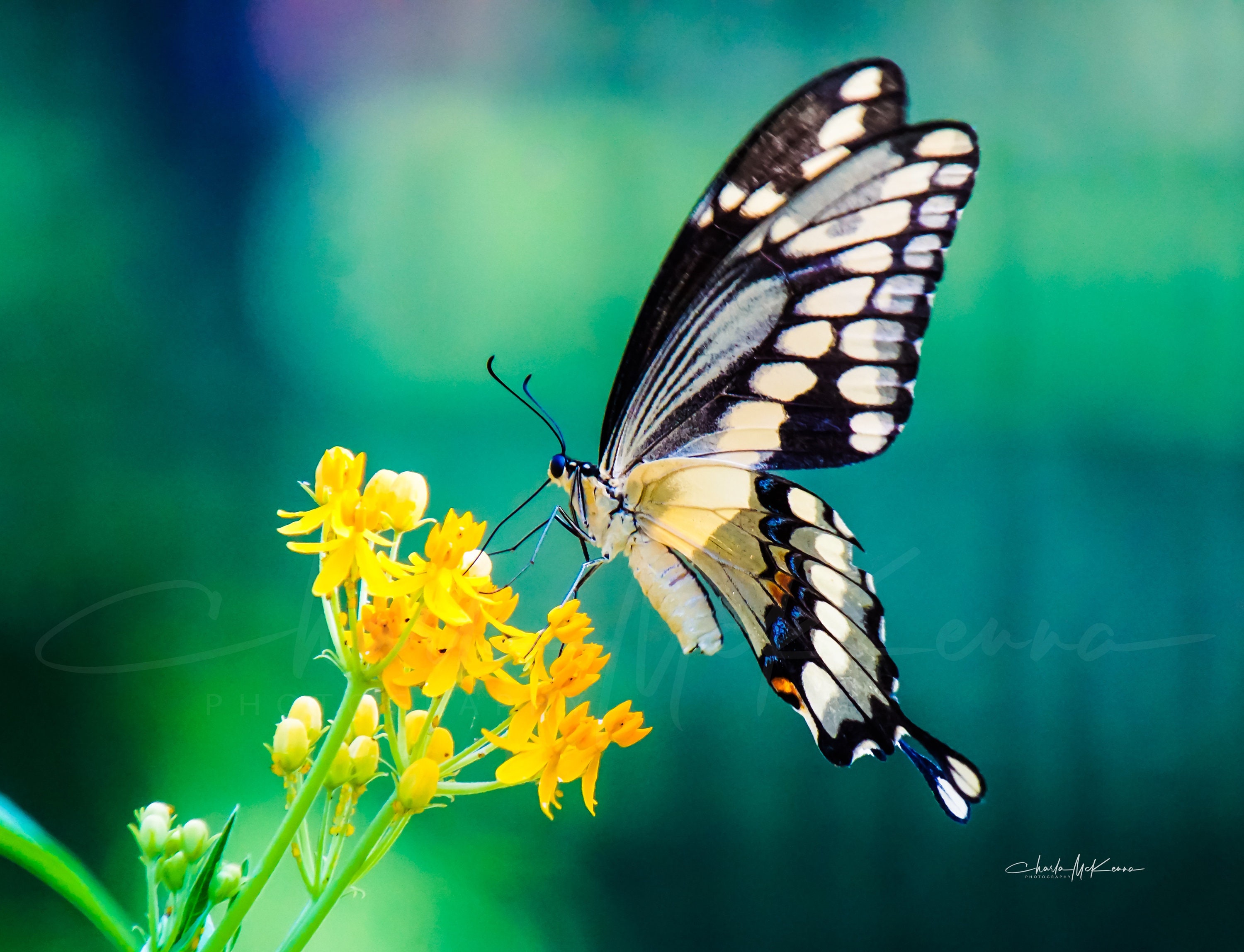 Giant Swallowtail Butterfly -- Canvas Print Mounted on Wooden