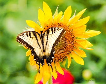 Yellow Swallowtail Butterfly on a Sunflower -- Canvas print mounted on wooden frame