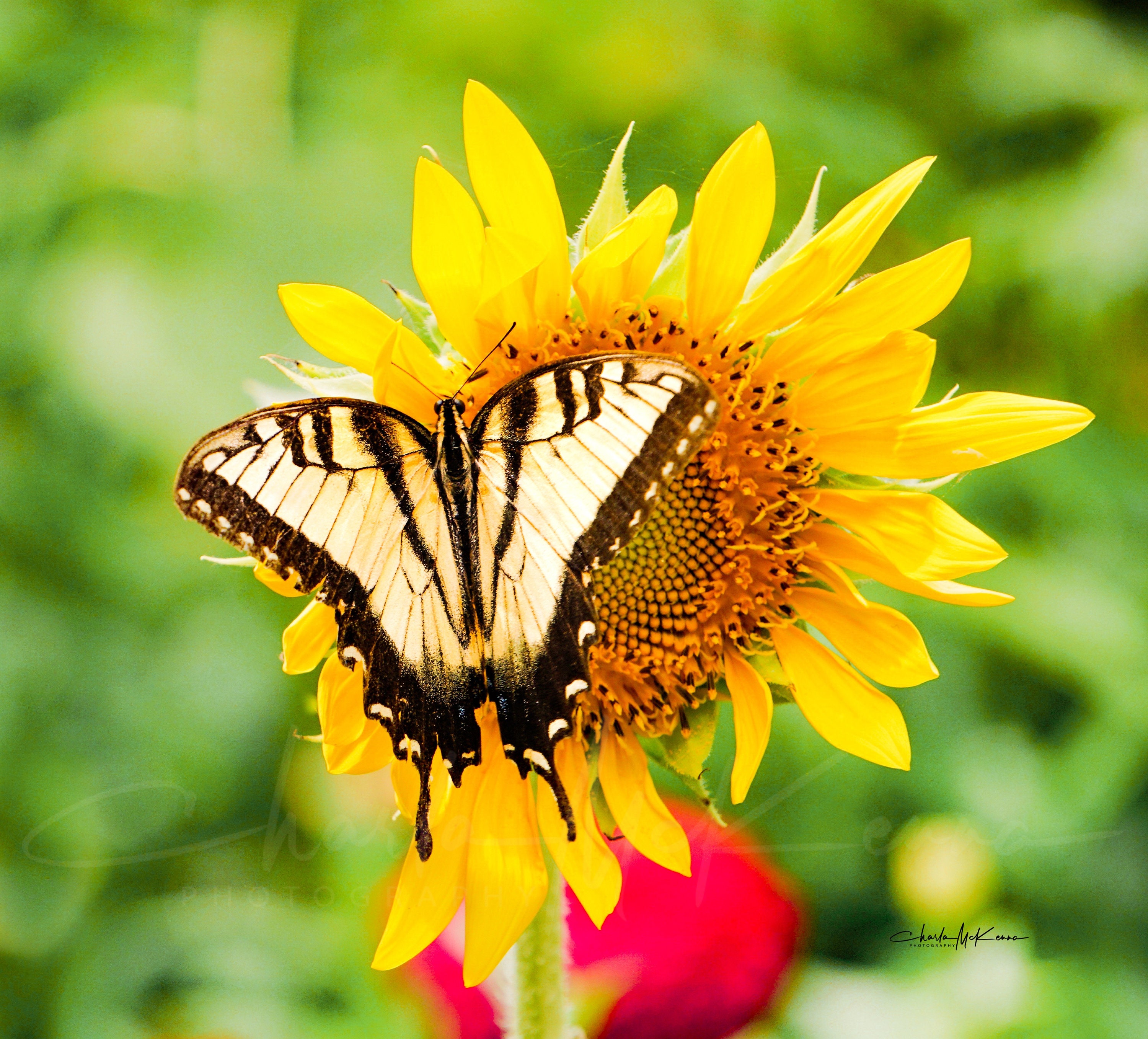 Yellow Swallowtail Butterfly on a Sunflower -- Canvas Print